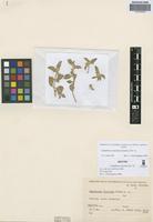 Isotype of Gomphrena discolor R.E. Fr. [family AMARANTHACEAE]
