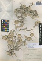 Holotype of Gomphrena colosacana Hunz. & Subils [family AMARANTHACEAE]