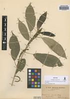 Isotype of Acalypha juruana Ule [family EUPHORBIACEAE]