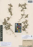 Gossypianthus tomentosus Griseb. [family AMARANTHACEAE]