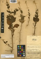 Petunia axillaris (Lam.) Britton, Stern & Poggenb. subsp. axillaris [family SOLANACEAE]