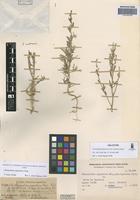 Holotype of Chenopodium papulosum Moq. var. hastatum Kurtz [family CHENOPODIACEAE]