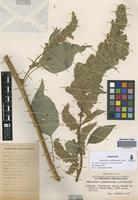 Paratype of Amaranthus cardenasianus Hunz. [family AMARANTHACEAE]