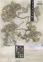 Holotype of Gomphrena colosacana Hunz. & Subils [family AMARANTHACEAE]