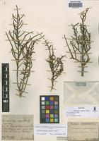 Spirostachys vaginata Griseb. [family CHENOPODIACEAE]