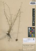 Isotype of Juncus uruguensis Griseb. [family JUNCACEAE]