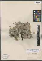 Isotype of Eriogonum caespitosum Nutt. var. alyssoides Gand. [family POLYGONACEAE]
