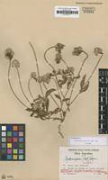 Isotype of Gomphrena pallida (Suess.) Pedersen f. calva Pedersen [family AMARANTHACEAE]