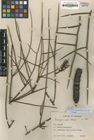 Paratype of Prosopis nuda Schinini [family FABACEAE]