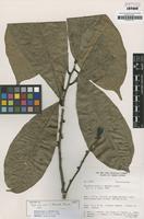 Isotype of Byttneria morii L.C.Barnett & Dorr [family STERCULIACEAE]