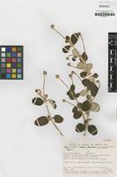 Holotype of Pfaffia minarum Pedersen [family AMARANTHACEAE]