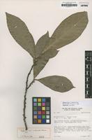 Paratype of Byttneria morii L.C.Barnett & Dorr [family STERCULIACEAE]