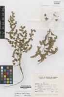 Holotype of Guilleminea hirsuta Pedersen [family AMARANTHACEAE]