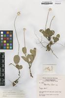 Isotype of Pfaffia ninae Pedersen [family AMARANTHACEAE]
