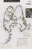 Holotype of Alternanthera serpens Pedersen [family AMARANTHACEAE]