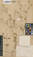 Isotype of Gomphrena ferruginea Pedersen [family AMARANTHACEAE]