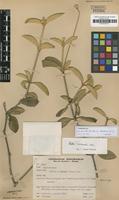 Isotype of Pfaffia townsendii Pedersen [family AMARANTHACEAE]