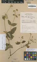 Isotype of Alternanthera dendrotricha C.C.Towns. [family AMARANTHACEAE]