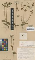 Isotype of Gomphrena phaeotricha Pedersen [family AMARANTHACEAE]