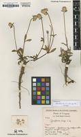 Isotype of Gomphrena triceps Pedersen [family AMARANTHACEAE]