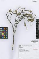 Isotype of Pfaffia argyrea Pedersen [family AMARANTHACEAE]