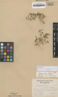 Isotype of Gomphrena radiata Pedersen [family AMARANTHACEAE]