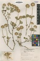 Holotype of Gomphrena vitellina Pedersen [family AMARANTHACEAE]