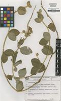 Isotype of Gomphrena hatschbachiana Pedersen [family AMARANTHACEAE]