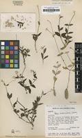 Isotype of Pfaffia tuberculosa Pedersen [family AMARANTHACEAE]