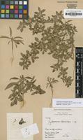 Isotype of Guilleminea chacoënsis Pedersen [family AMARANTHACEAE]