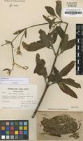 Isotype of Quaternella confusa Pedersen [family AMARANTHACEAE]