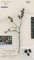 Isotype of Alternanthera inaccessa Pedersen [family AMARANTHACEAE]