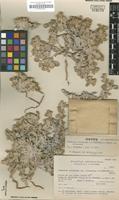 Isotype of Gomphrena colosacana Hunz. & Subils [family AMARANTHACEAE]
