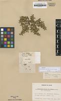 Isotype of Guilleminea elongata Mears [family AMARANTHACEAE]