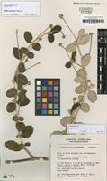 Isotype of Pfaffia minarum Pedersen [family AMARANTHACEAE]