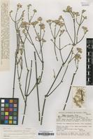 Isotype of Quaternella ephedroides Pedersen [family AMARANTHACEAE]