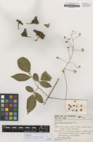 Isotype of Cardiospermum heringeri Ferrucci [family SAPINDACEAE]