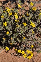 Aizoon karooicum