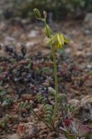 Albuca spiralis