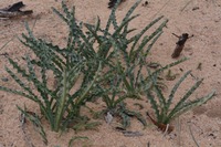 Drimia elata