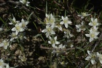Aizoon sarmentosum