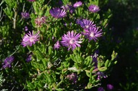 Delosperma pageanum
