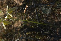 Albuca acuminata