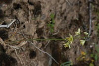 Albuca suaveolens