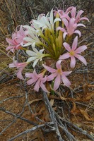 Ammocharis longifolia
