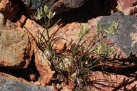Albuca aurea