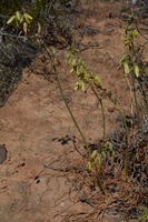 Albuca viscosa