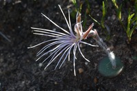 Bartholina burmanniana in Global Plants on JSTOR