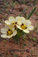 Moraea vuvuzela