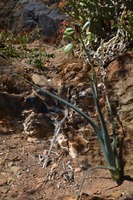 Albuca canadensis